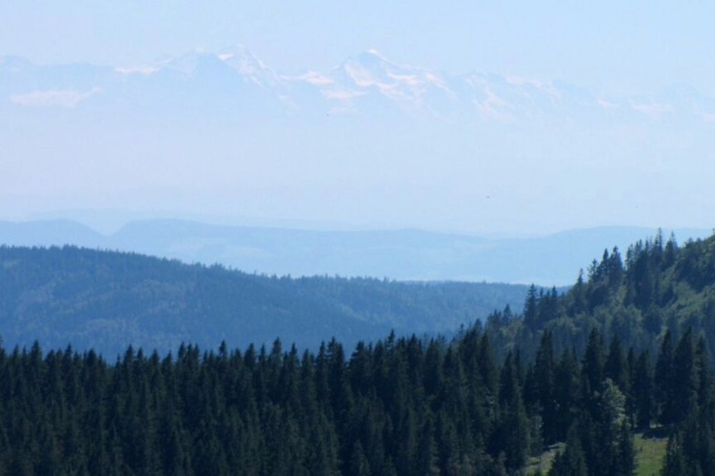 Blick vom Feldberg im Schwarzwald, dichte Tannenwälder mit Alpenpanorama im Hintergrund